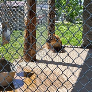 Hovatter's - Spotted hyenas