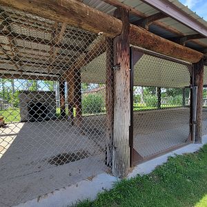 Hovatter's - Spotted hyenas