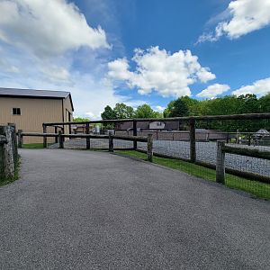 Hovatter's - Giraffes