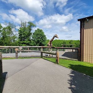 Hovatter's - Giraffes