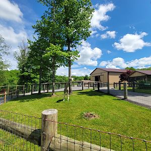 Hovatter's - Giraffe statue