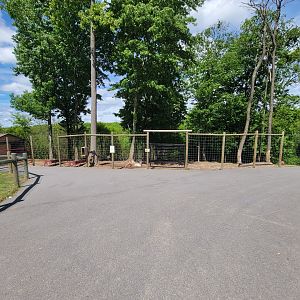 Hovatter's - Fallow deer