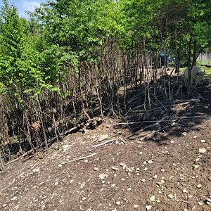 Hovatter's - Elk, white bison