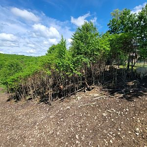 Hovatter's - Elk, white bison
