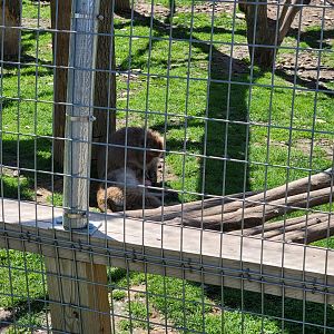 Hovatter's - Japanese macaques