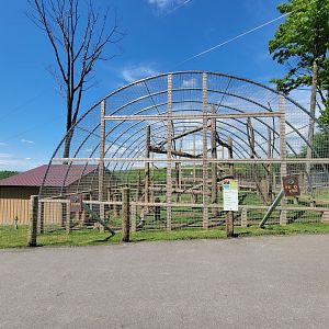Hovatter's - Japanese macaques