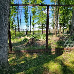 Hovatter's - Grizzly bear