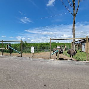 Hovatter's - Ostriches