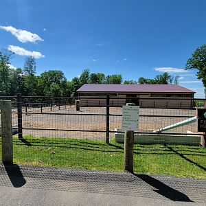 Hovatter's - Bactrian and dromedary camels