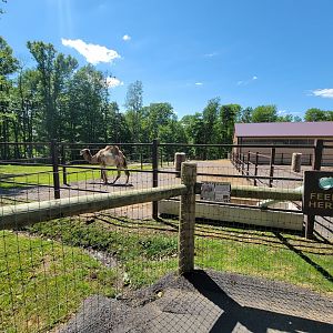 Hovatter's - Dromedary camels