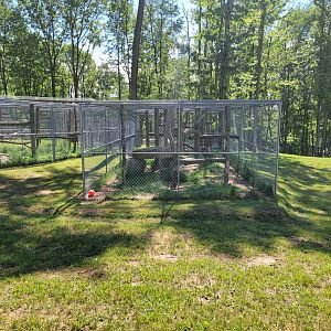 Hovatter's - Canada lynx