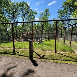 Hovatter's - Kodiak bear