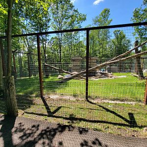 Hovatter's - Kodiak bear