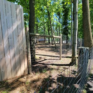 Hovatter's - Bennett's wallabies