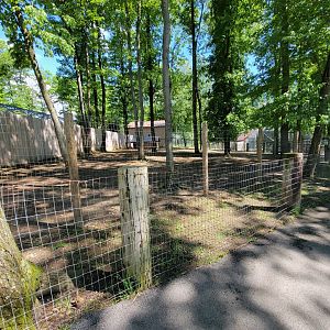 Hovatter's - Bennett's wallabies