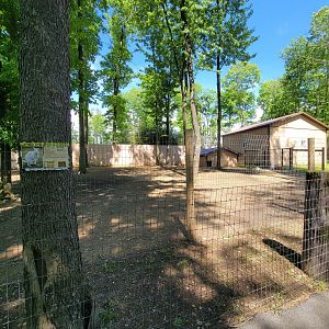 Hovatter's - Bennett's wallabies