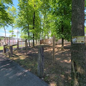 Hovatter's - Bennett's wallabies