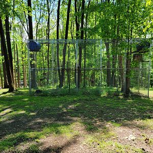 Hovatter's - Eurasian eagle-owl