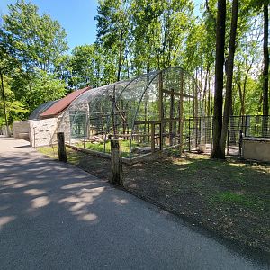 Hovatter's - Mountain lion