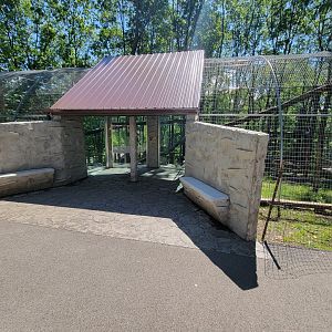 Hovatter's - Mountain lion