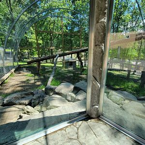 Hovatter's - Mountain lion