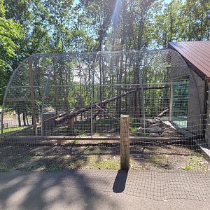 Hovatter's - Mountain lion