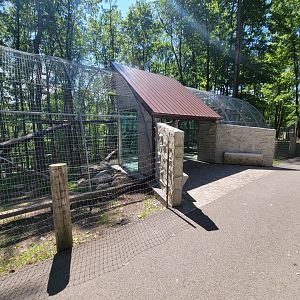 Hovatter's - Mountain lion