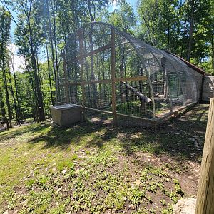 Hovatter's - Mountain lion