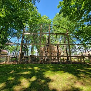 Hovatter's - Mandrills