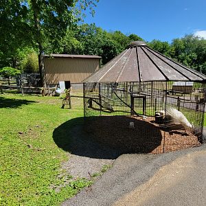 Hovatter's - Indian peafowl