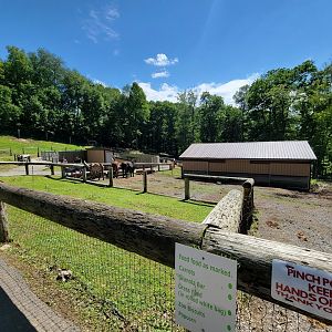 Hovatter's - Watusi, brahma, emu