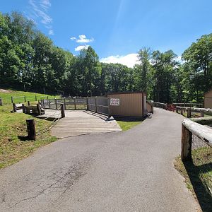 Hovatter's - American alligator