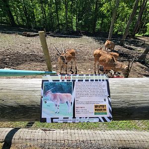 Hovatter's - Common eland