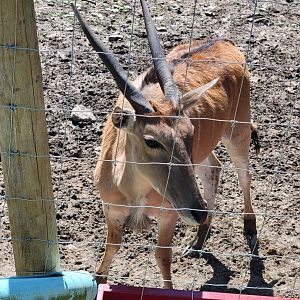 Hovatter's - Common eland, looking underweight