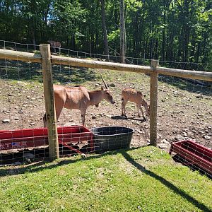 Hovatter's - Common eland, looking underweight