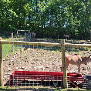 Hovatter's - Common eland, male up in corner