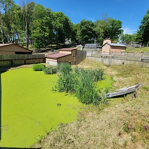 Hovatter's - American alligator