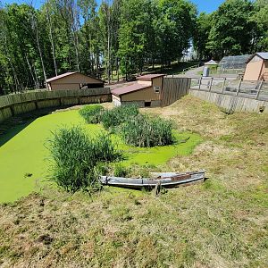 Hovatter's - American alligator