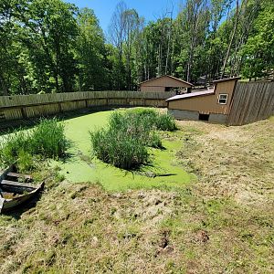 Hovatter's - American alligator