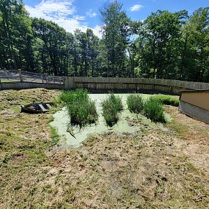 Hovatter's - American alligator