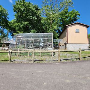 Hovatter's - Binturong