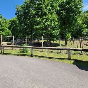 Hovatter's - Gray wolves