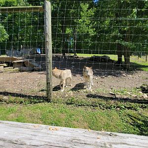 Hovatter's - Gray wolves