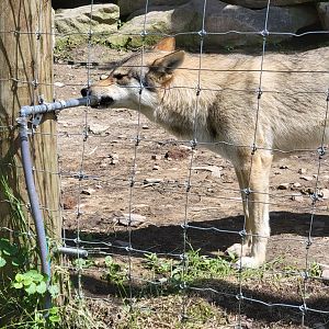 Hovatter's - Gray wolves