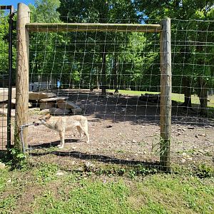 Hovatter's - Gray wolves