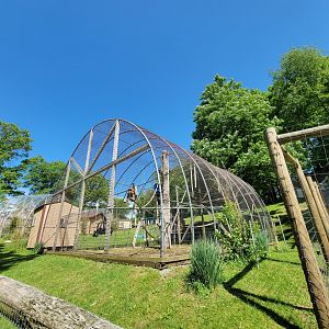 Hovatter's - Lar gibbon