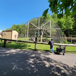 Hovatter's - Lar gibbon