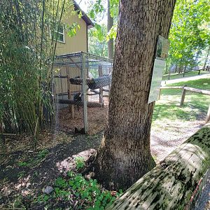 Hovatter's - DeBrazza's monkey