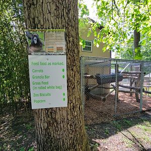 Hovatter's - DeBrazza's monkey