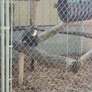 Hovatter's - DeBrazza's monkey